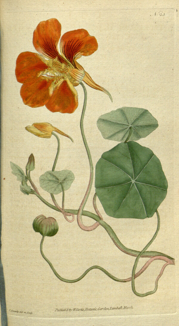 花类图鉴植物图片