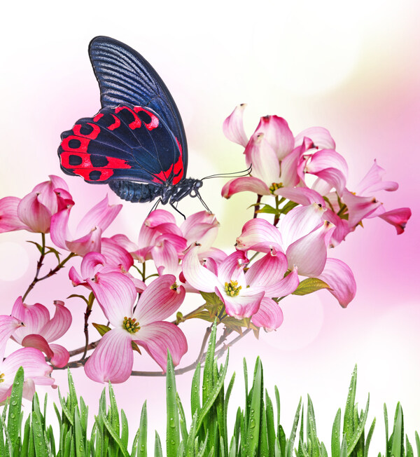 粉色花朵上蝴蝶图片