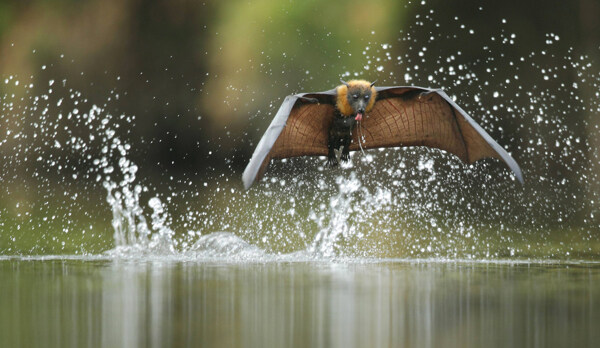 水中捕食的蝙蝠