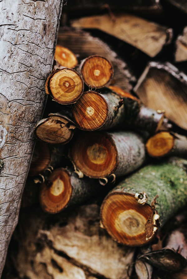 木材树木截面树皮