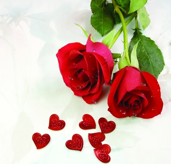 浪漫之约玫瑰花带水珠图片