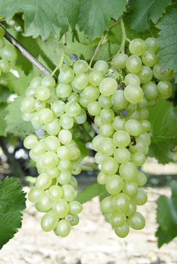 成熟的绿色葡萄图片