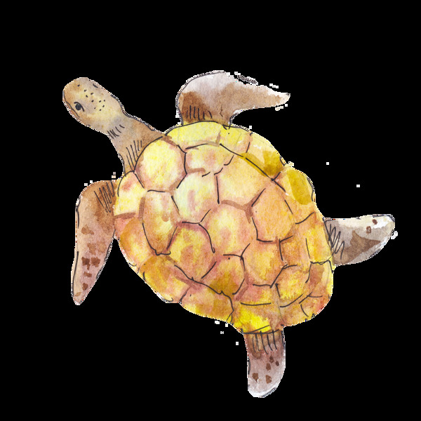 黄色壳的海龟png透明素材