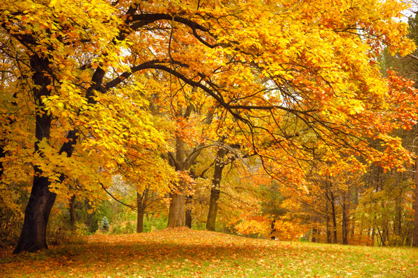 美丽秋天梧桐树林风景图片