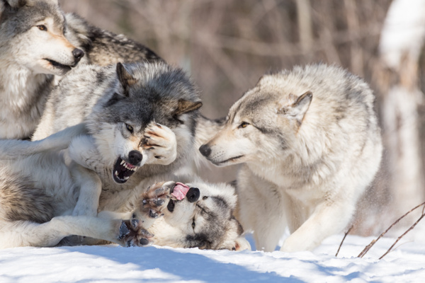 雪地里的狼群图片