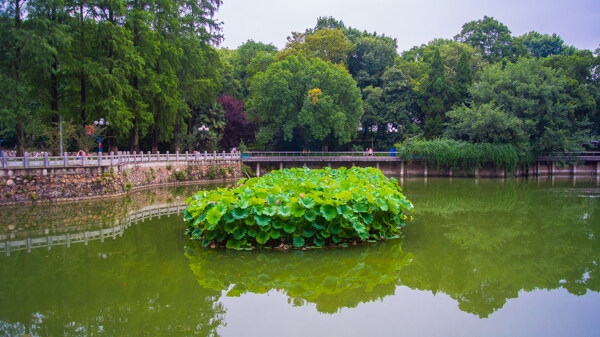 武汉大学图片