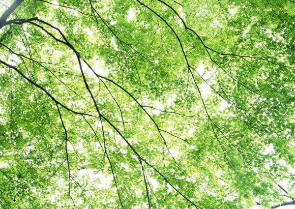 绿色叶子背景图片
