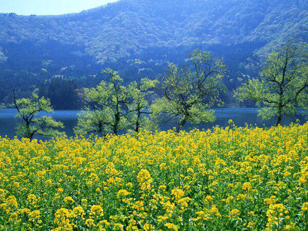 油菜花风景