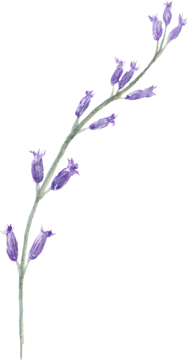 美丽紫色花朵图片素材
