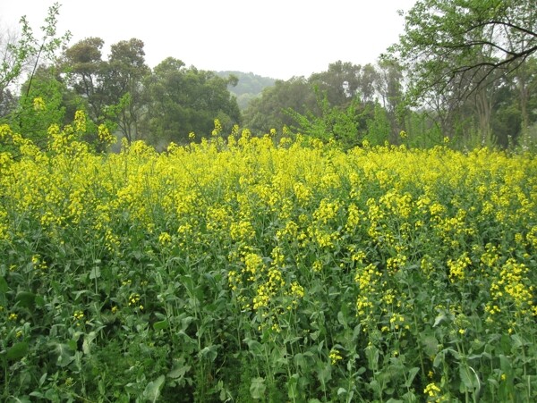 油菜花图片