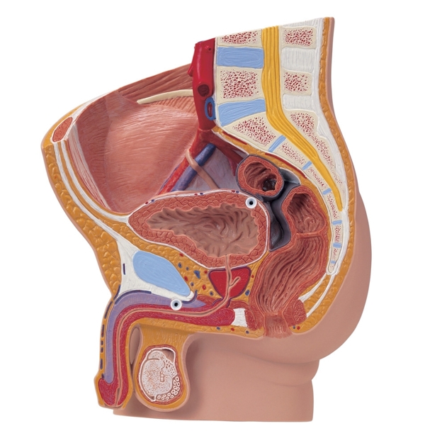 男性生殖系统模型图片