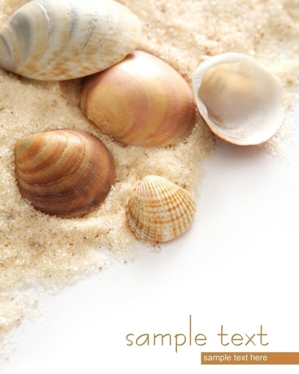 海滩沙子贝壳图片