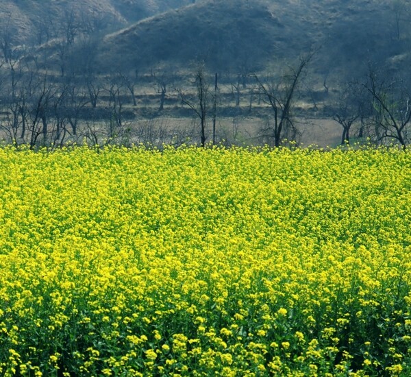 油菜花