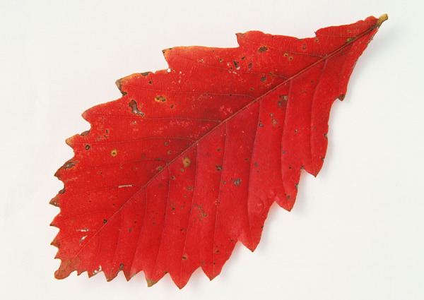 红色树叶叶脉11张菱形尖角落叶