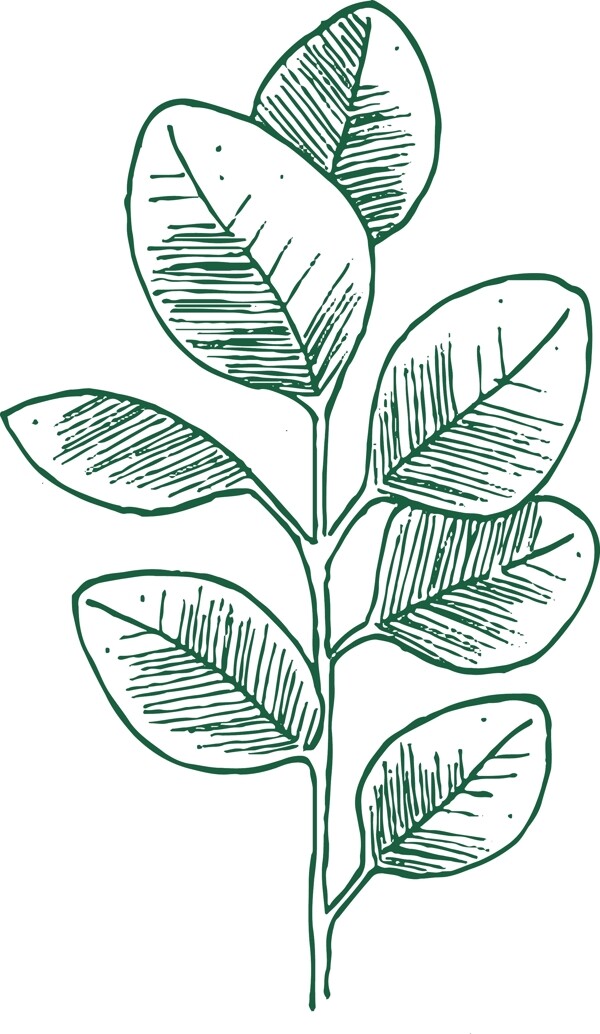 绿色植物线描小叶