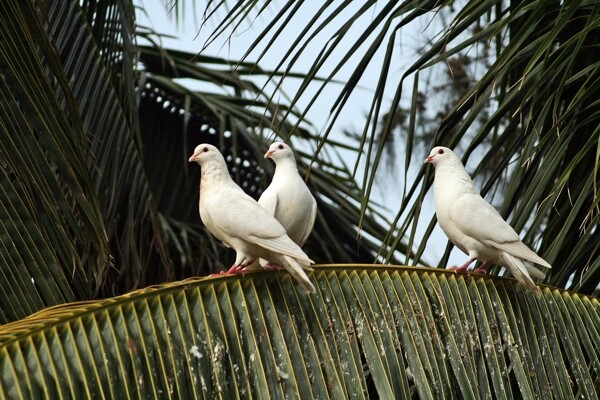 椰林信鸽图片