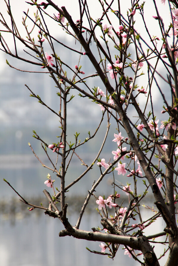 瓜渚湖桃花图片