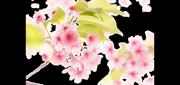 创意粉色花朵png元素