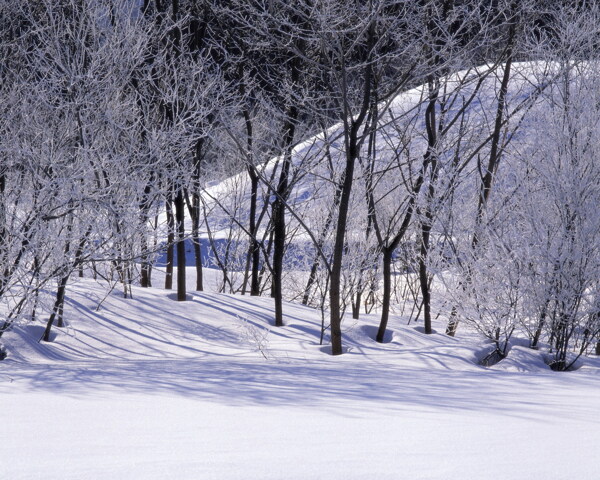 冬天雪景雪景大雪