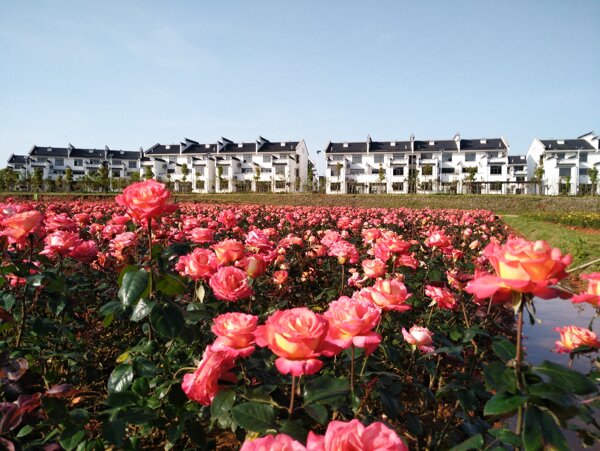 美丽新农村玫瑰花园