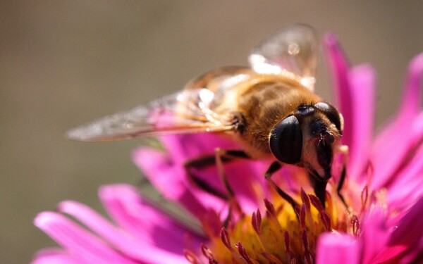 花瓣采蜜蜜蜂图片