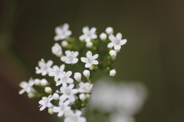 春天野花白色野花图片