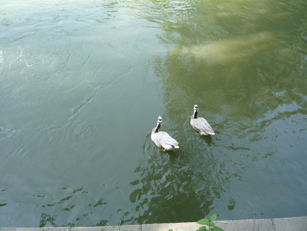 两只在碧绿的湖水中嬉水的水鸟