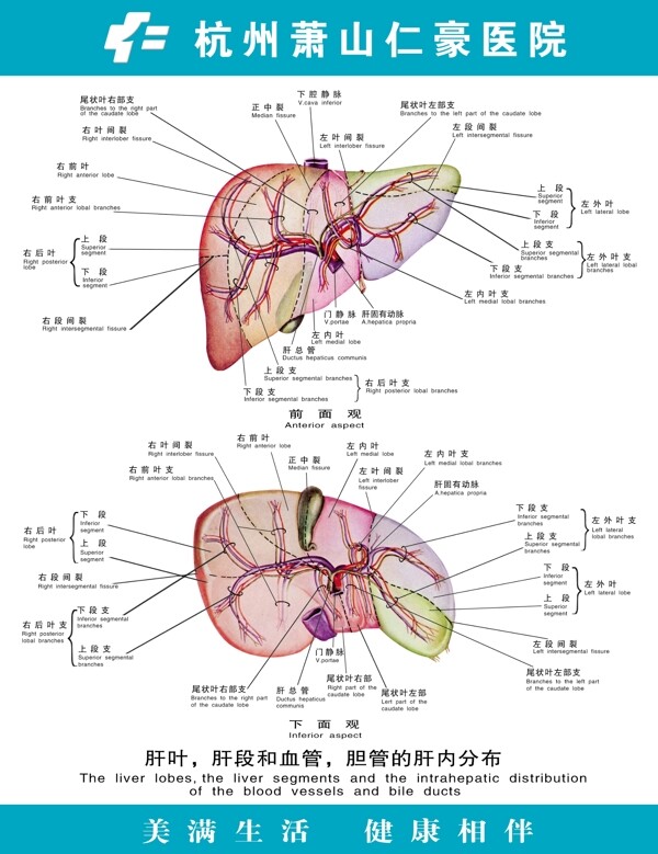 肝叶胆段和血管胆管的肝内分布图片