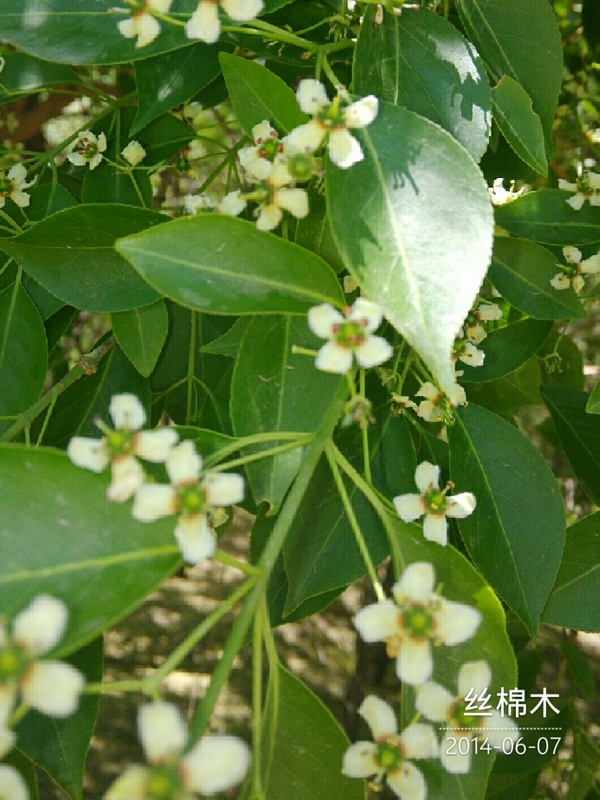 丝棉木图片