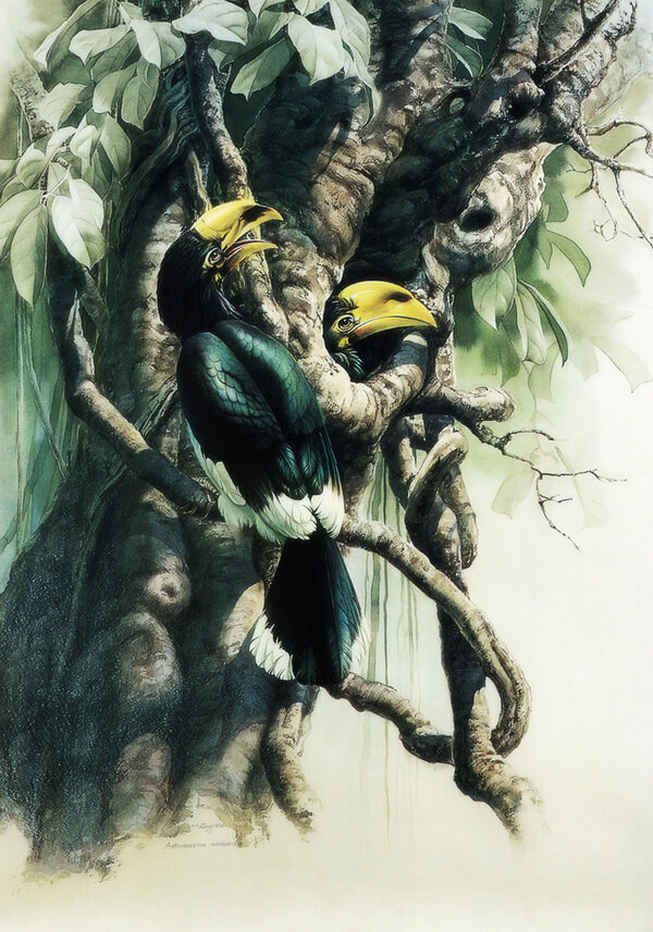 绿荫冠斑犀鸟图片