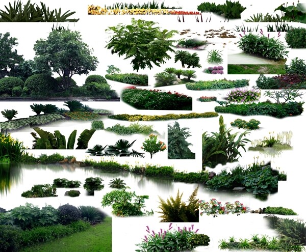 绿篱灌木丛图片