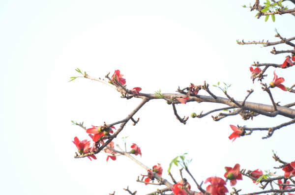 木棉花花枝