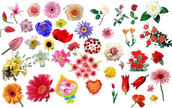 花各种类型花朵图片