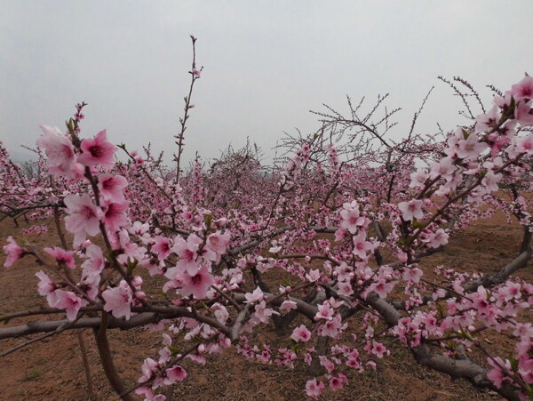 桃花图片