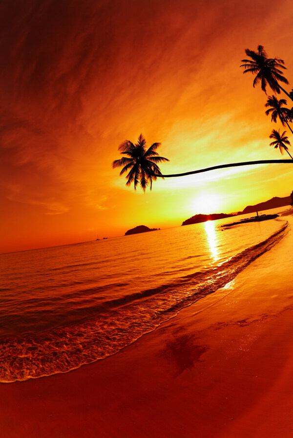 夕阳沙滩椰子树图片