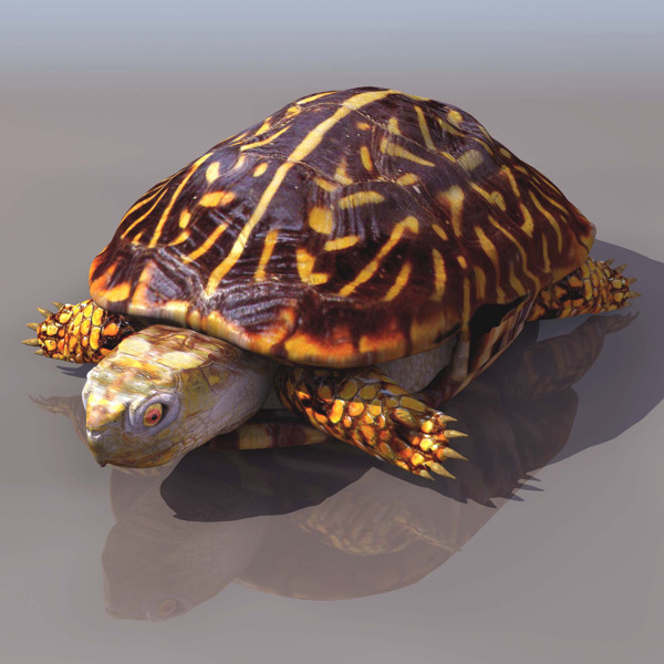 大型的陆龟模型