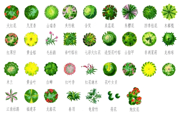 平面植物图片