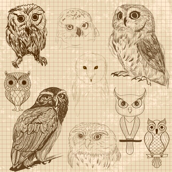 一组各种各样的手绘素描猫头鹰素材