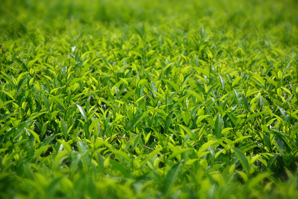 美丽绿茶风景