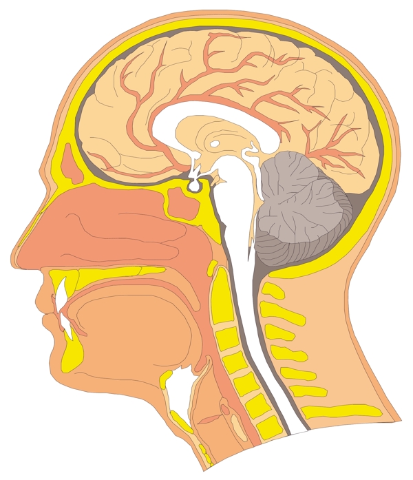 头颅大脑医用模型矢量素材EPS0107