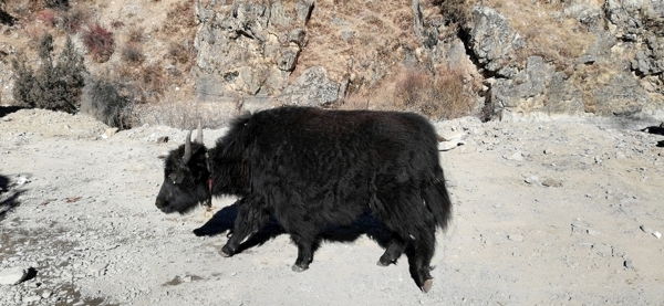 藏牦牛图片