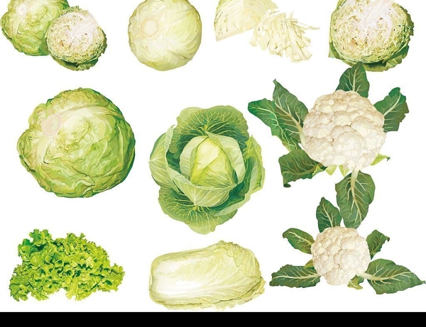 白菜橄榄和生菜矢量素材图片