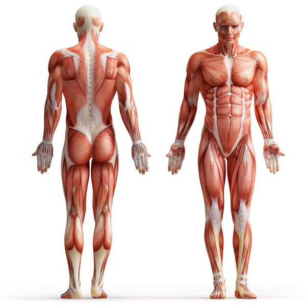 人体肌肉分布图图片