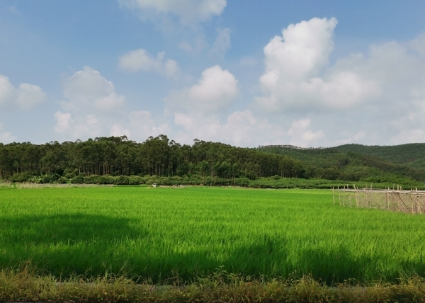 绿色水稻田