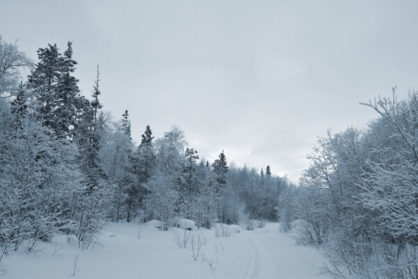 冬日里的森林景色