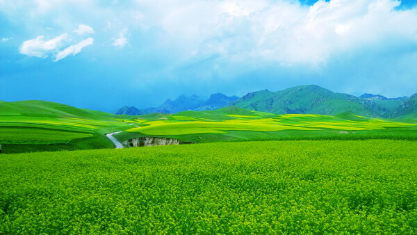 油菜花田