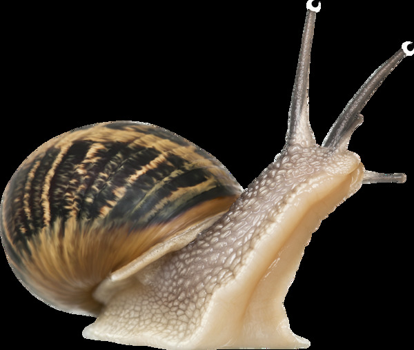 高清蜗牛图片免抠png透明图层素材