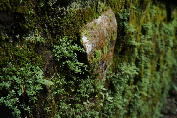 台湾阿里山森林公园苔藓图片