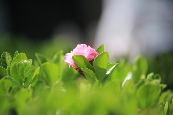 桃花图片