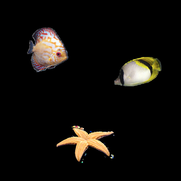海洋鱼类生物png元素